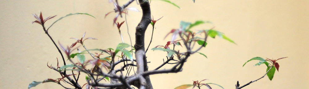 武汉市东湖新技术开发区珺翎纪树百货商行